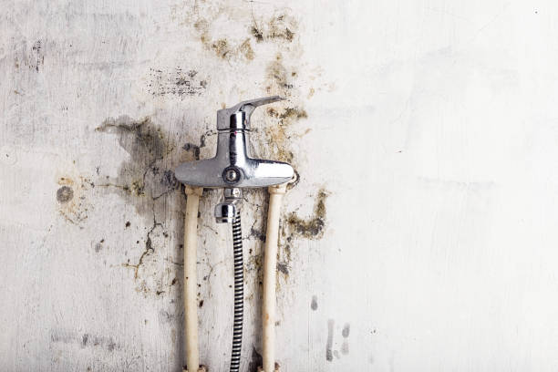 Best Home Mold Removal  in Greenville, GA