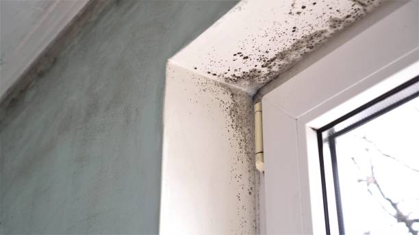 Best Residential Mold Removal  in Greenville, GA
