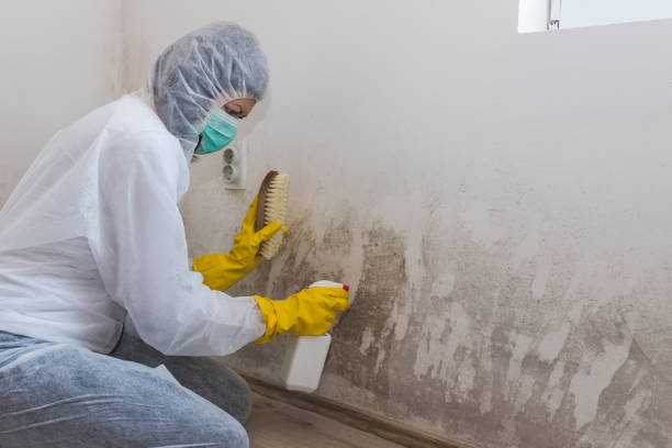 Best Crawl Space Mold Removal  in Greenville, GA
