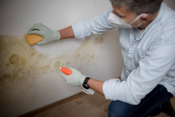 Office Mold Removal Services in Greenville, GA