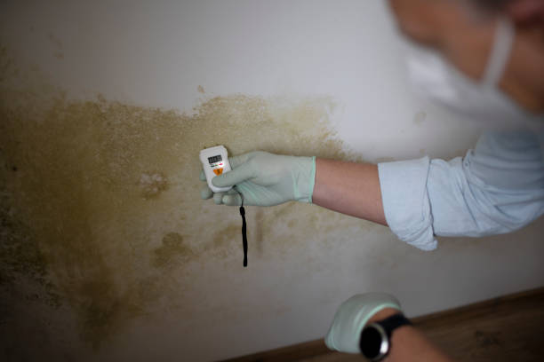 Best Emergency Mold Removal  in Greenville, GA