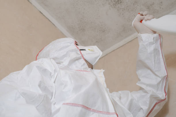 Reliable Greenville, GA Mold Removal Solutions