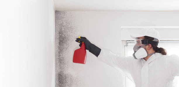 Best Professional Mold Removal  in Greenville, GA