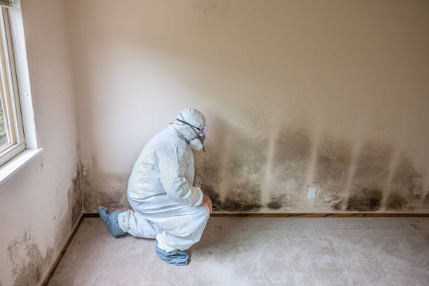 Best Mold Damage Repair  in Greenville, GA