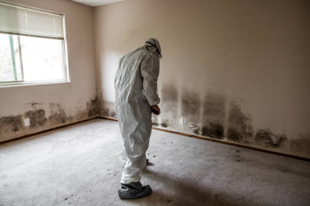 Best Mold Cleaning Services  in Greenville, GA