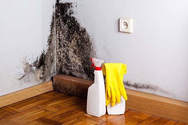 Best Mold Removal and Inspection  in Greenville, GA