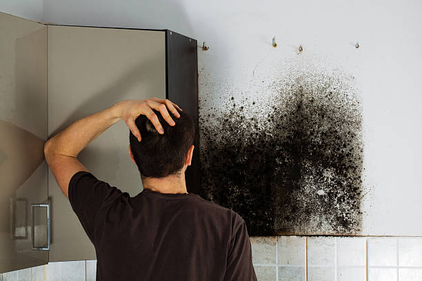 Mold Removal and Inspection in Greenville, GA