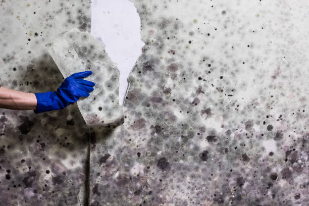Best Mold Cleaning Services  in Greenville, GA
