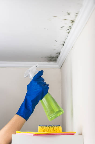 Best Attic Mold Removal  in Greenville, GA