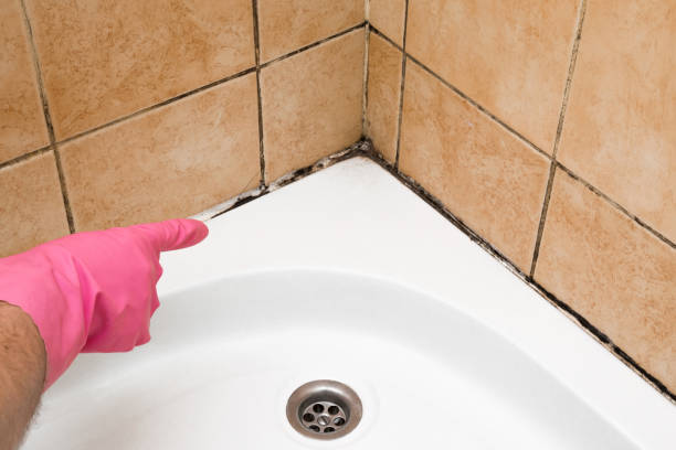 Best Office Mold Removal Services  in Greenville, GA
