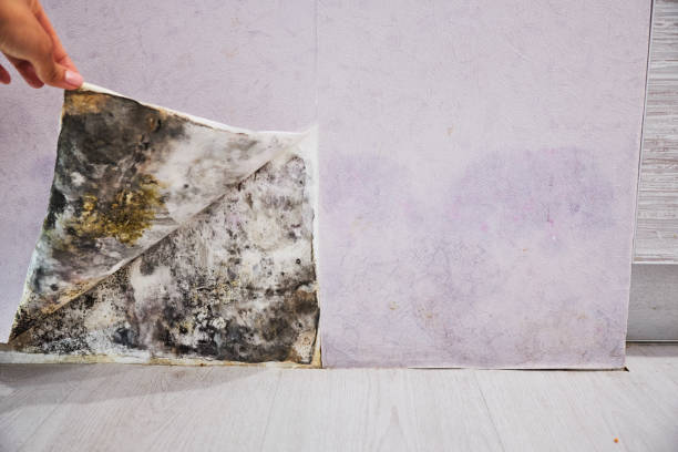 Best Mold Removal Company Near Me  in Greenville, GA